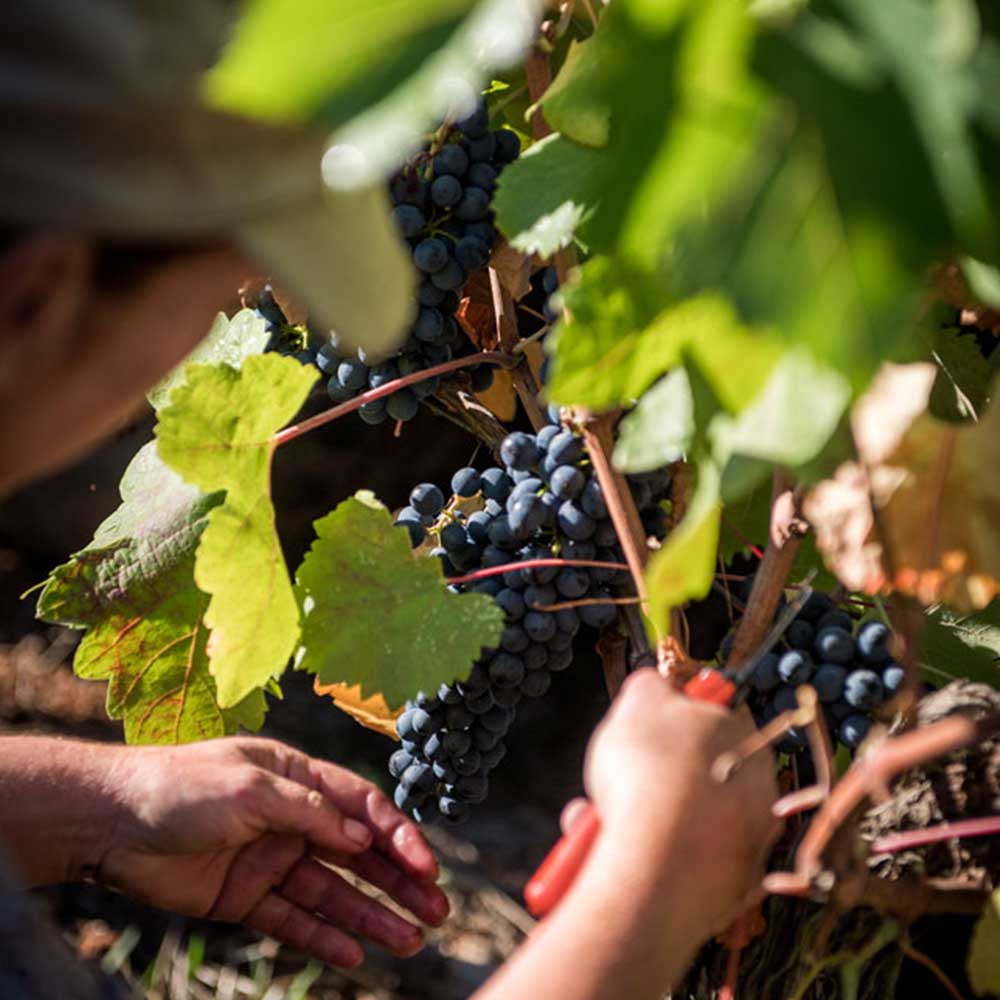 Paysage du vignoble de Peyrassol, créant des vins rosés de Provence